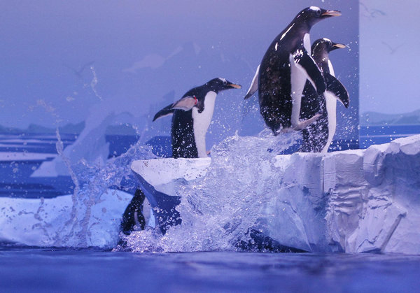 Gentoo penguins in London Aquarium