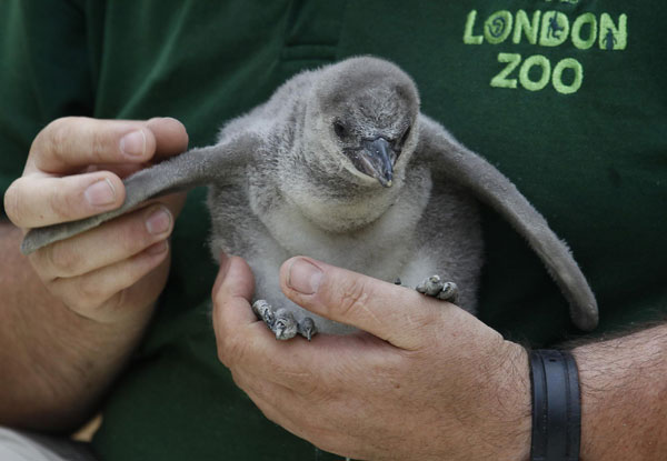 Penguin pool of London Zoo opens