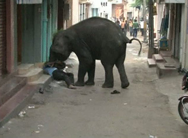 Elephant rampage kills one in Indian town