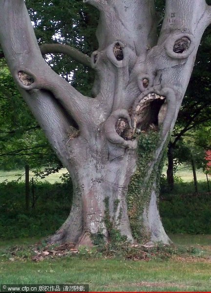Spooky tree discovered in old English town