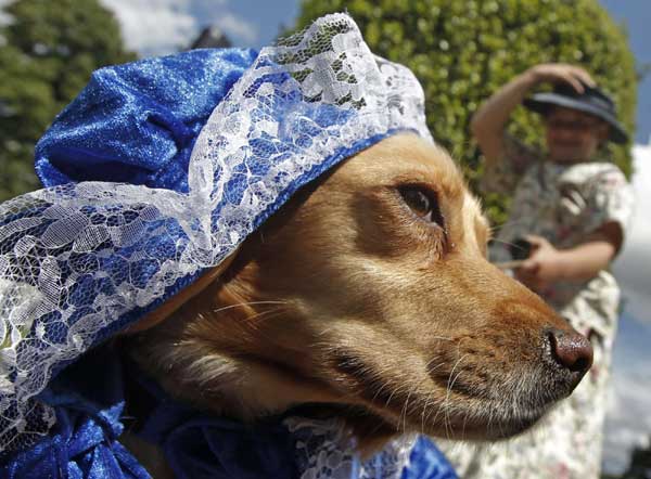 Four-legged contestants at Dashing Dog Show