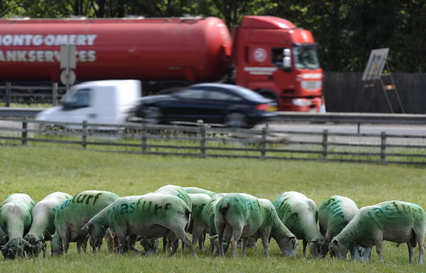 UK farmer sprays sheep with adverts