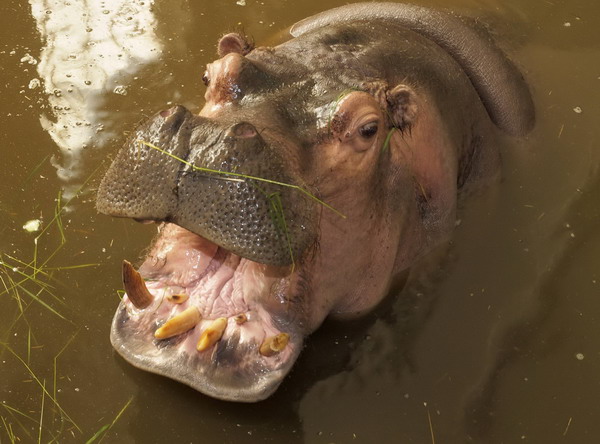 Ukraine zoo a bad matchmaker for hippopotamus