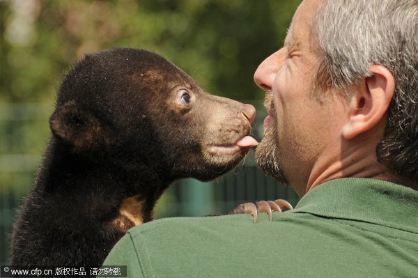 Sun bear's kiss