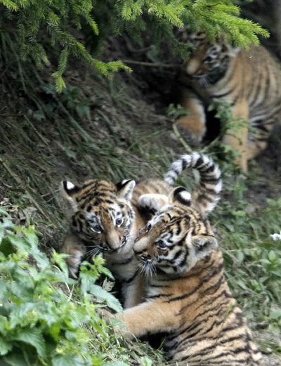 Newborn Amur tigers play at zoo