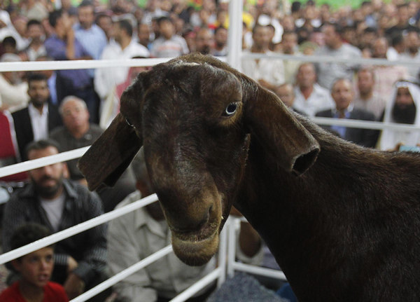 'Most Beautiful Goat' competition in Jordan