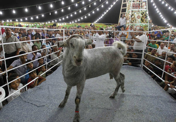 'Most Beautiful Goat' competition in Jordan
