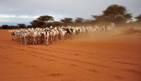 Savage drought grips Africa
