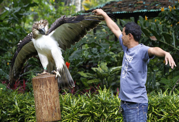 Endangered 'Monkey-eating Eagle' at Philippine zoo