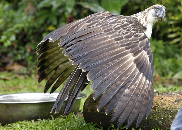 Endangered 'Monkey-eating Eagle' at Philippine zoo