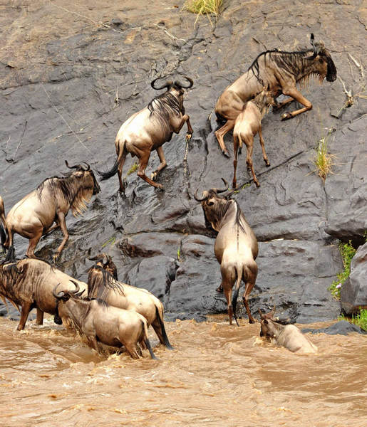 Gnus migrate across Mara River in Kenya