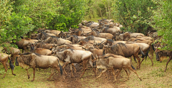 Gnus migrate across Mara River in Kenya