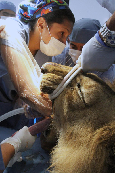 Male lion receives dental treatment