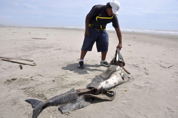 Over 260 dolphins found dead in N Peru