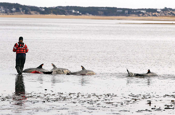 Weary crew fights to save stranded US dolphins