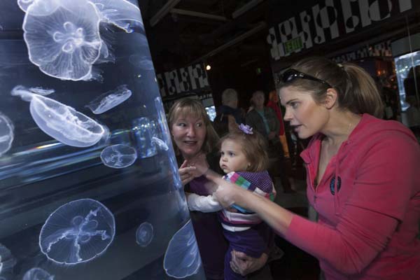 Collective jellyfish species on display