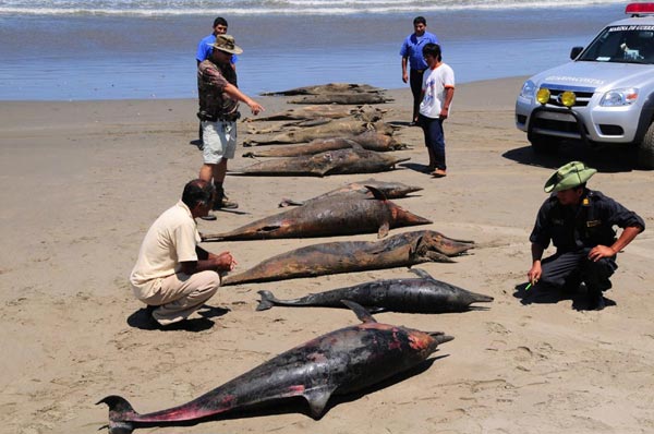 800 dolphins die at Peruvian shore