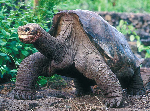 Rare giant tortoise dies