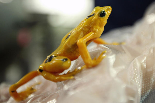 Golden frog to die out