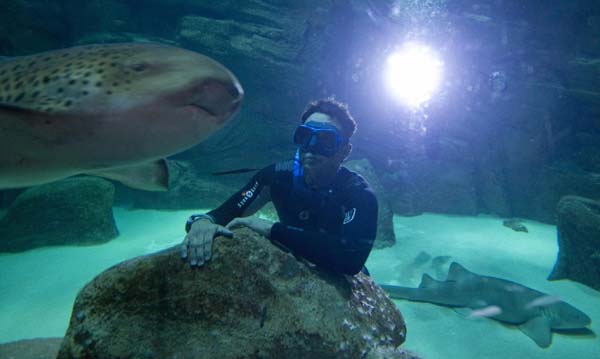 Diving champion swims with sharks
