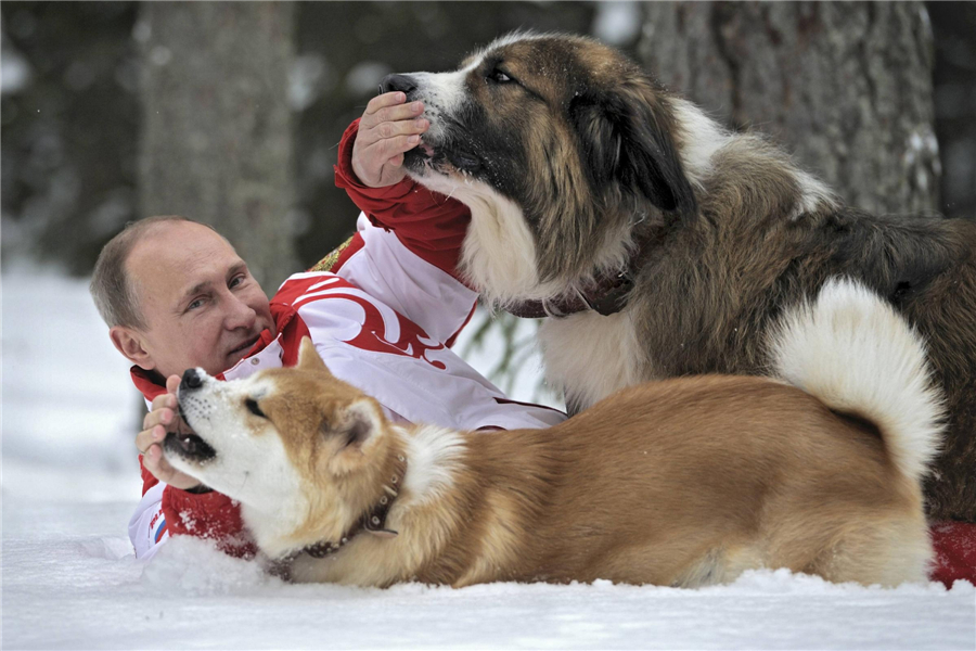 Putin plays with dogs on the snow