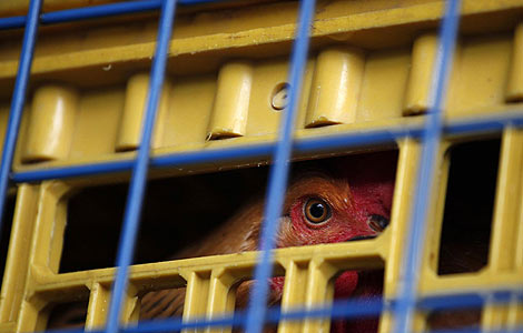 Better hygiene needed to combat H7N9