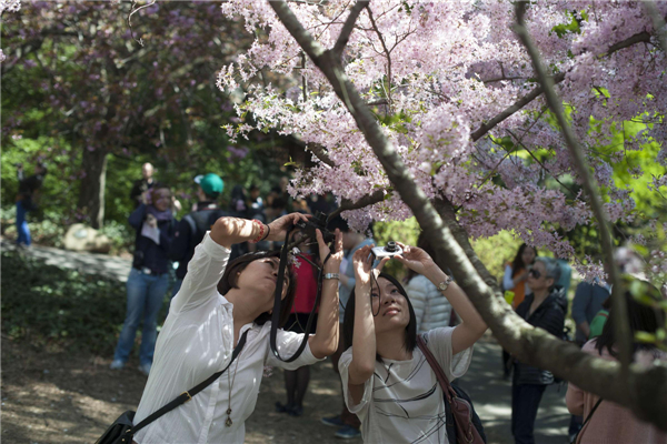 Sakura Matsuri Festival held in NY