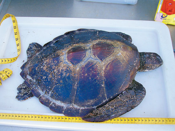 More sea turtles are eating deadly plastic