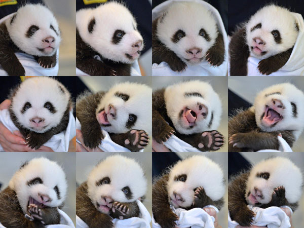 Panda twin cub born at Atlanta Zoo