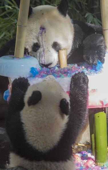 Panda 'Bai Yun' celebrates 22nd birthday in US