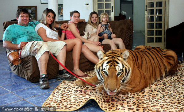 Big cats are part of the family
