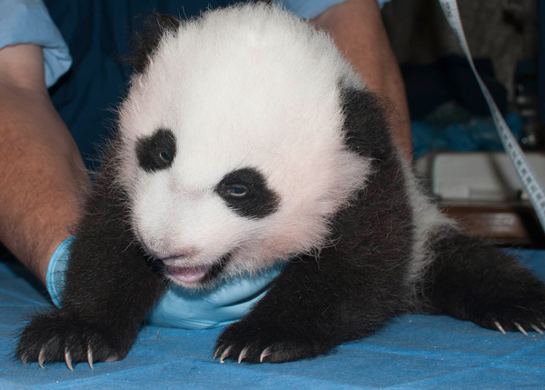 Washington's panda named Bao Bao