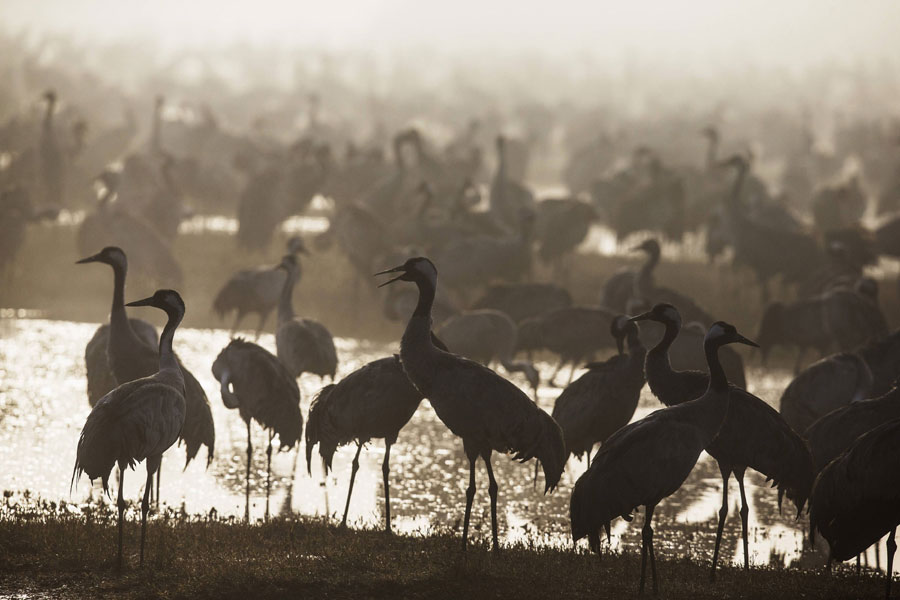 Migrating cranes at Israel's Hula Lake