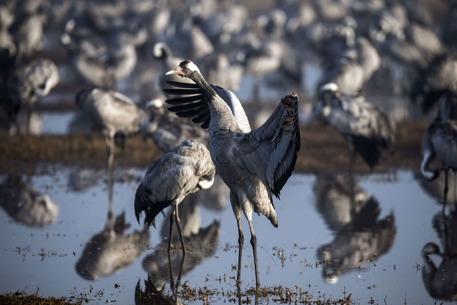 Migrating cranes at Israel's Hula Lake