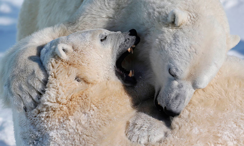 Polar bears enjoy some playful time