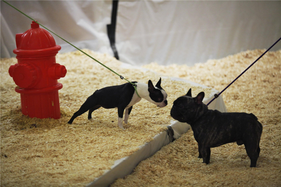 Westminster Dog Show in New York