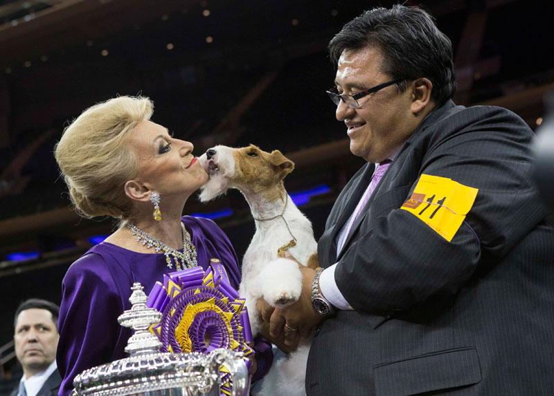 Wire fox terrier wins Westminster dog show
