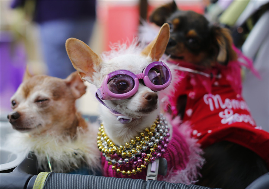 Doggie Gras Parade Celebration in US