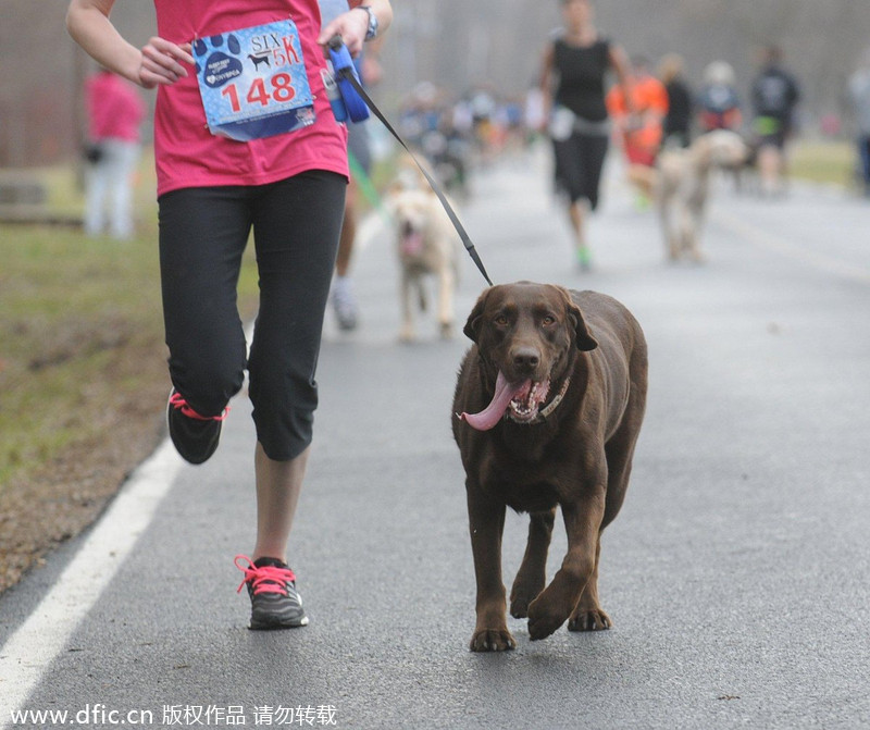 Runners and their 4-legged friends race in New York