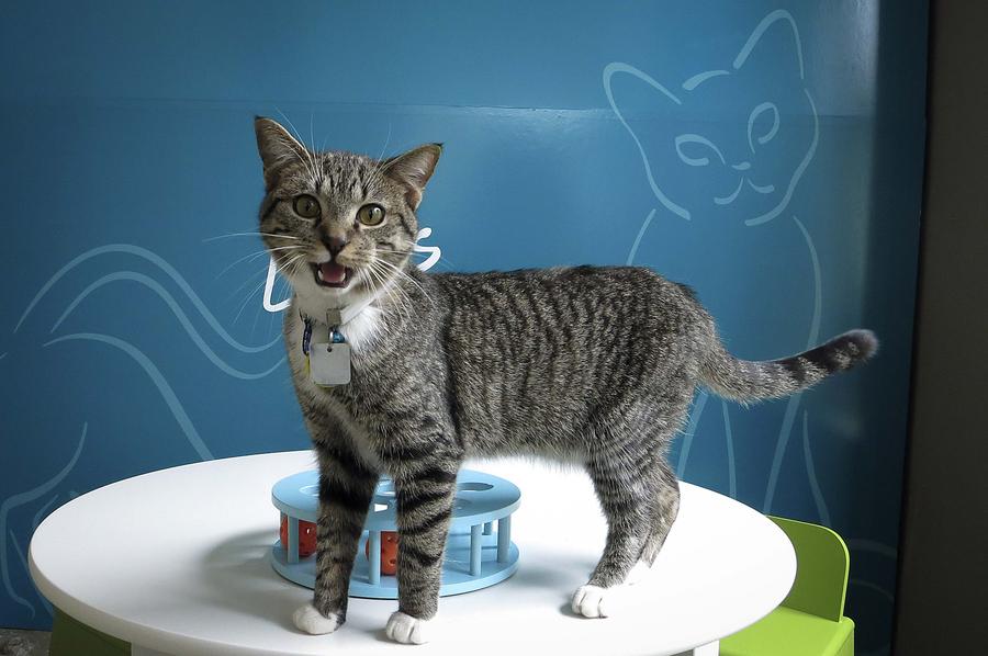 Pop-up cat cafe opens in New York