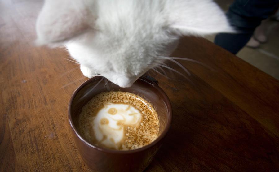 Pop-up cat cafe opens in New York