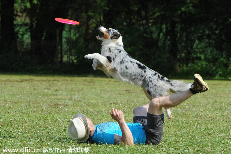 Flying disks go to dogs