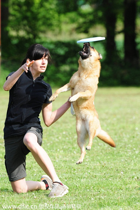 Flying disks go to dogs