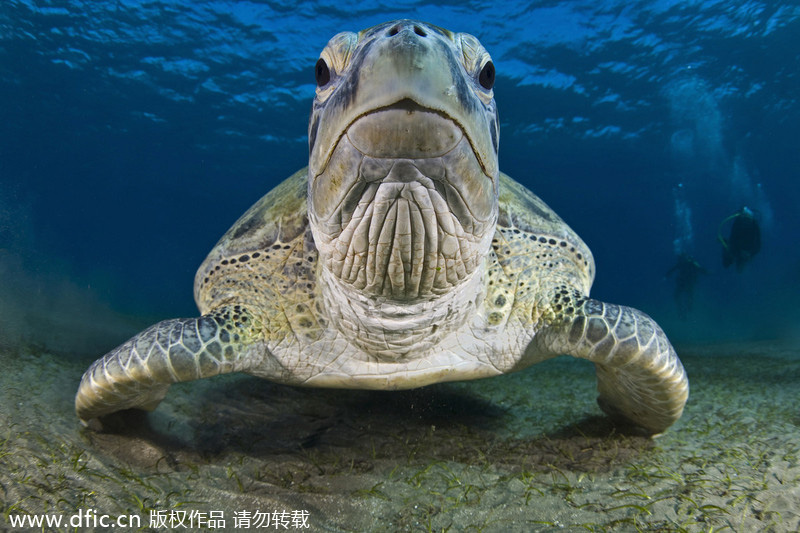 Underwater photo contest captures beauty of the deep