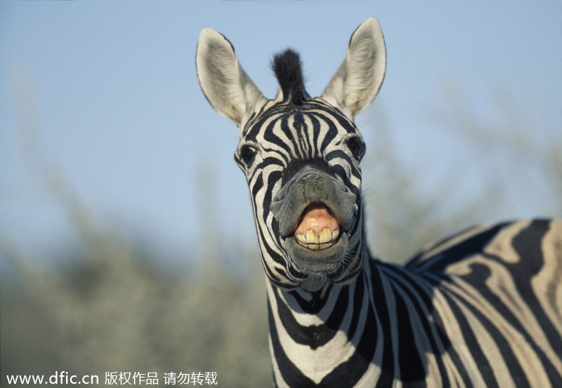 World Smile Day special: Animals that smile