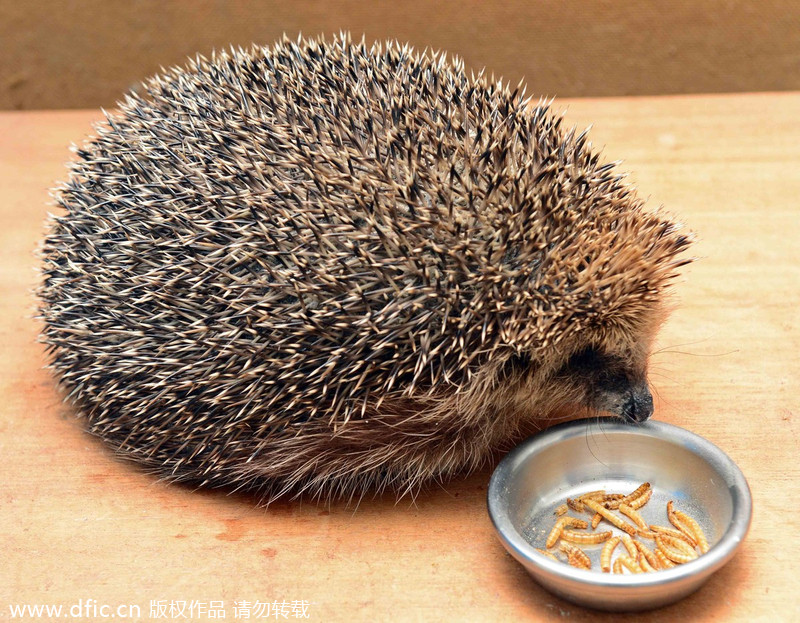 Scotland's fattest hedgehog refuses to go back to nature