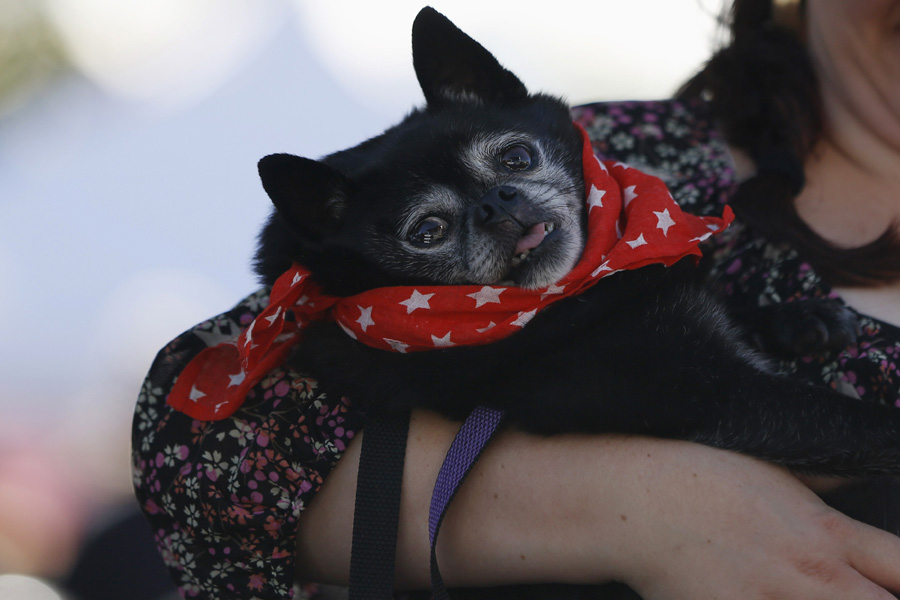 World's Ugliest Dog Contest