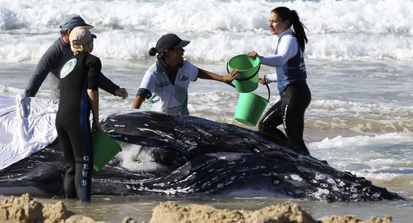 Whale stranded on Gold Coast
