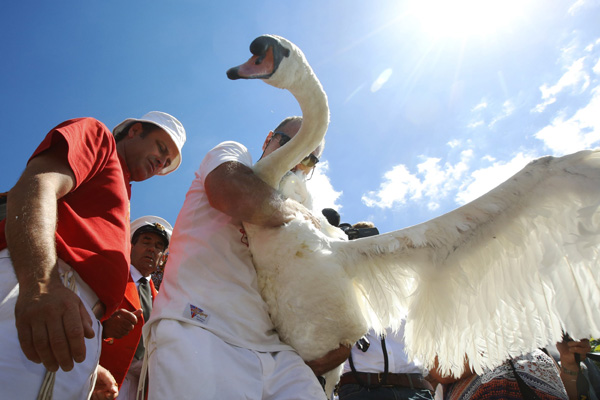 Swans meet their Royal match in annual English census