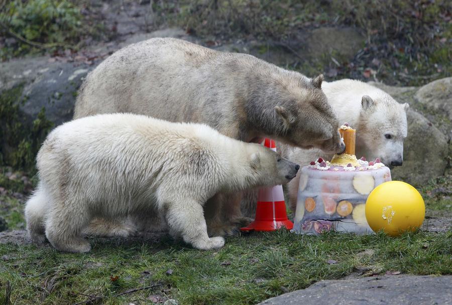 Polar bear twins celebrate 1st birthday